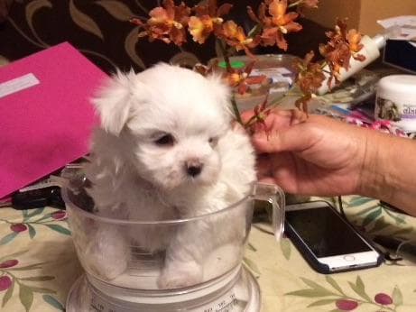 Maltese Puppies breeder image 8