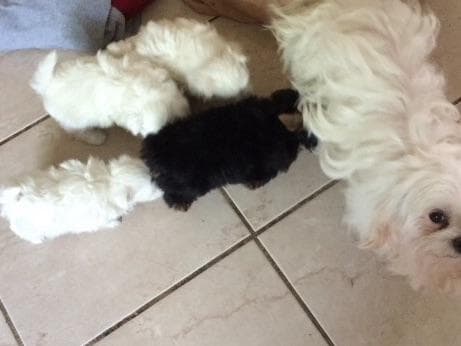 Maltese Puppies breeder image 9