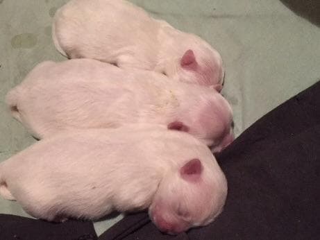 Maltese Puppies breeder image 10