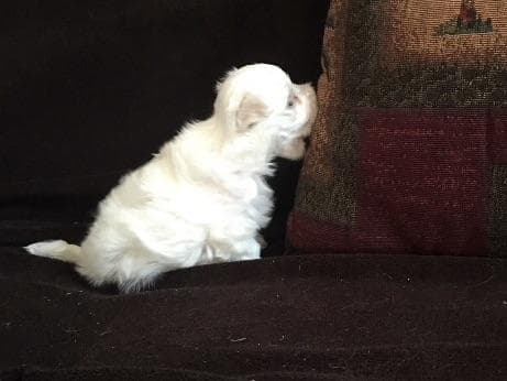 Maltese Puppies breeder image 11