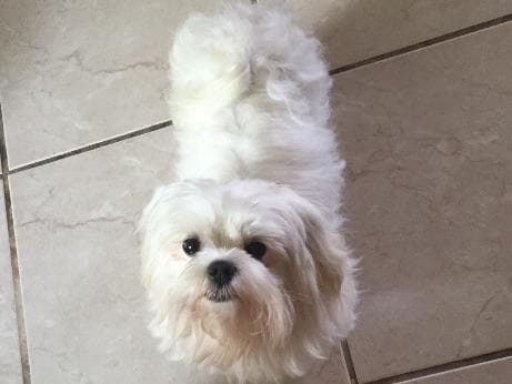 Maltese Puppies breeder image 12