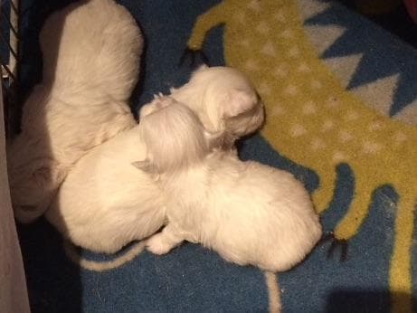 Maltese Puppies breeder image 13