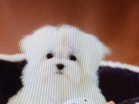 Maltese Puppies breeder image 14