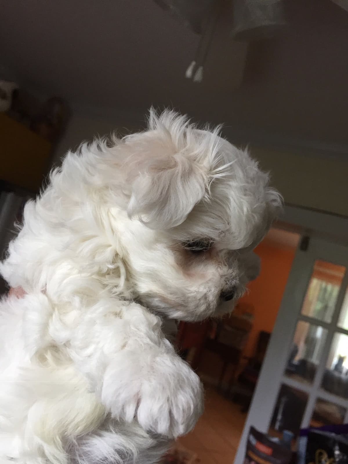 Maltese Puppies breeder image 15