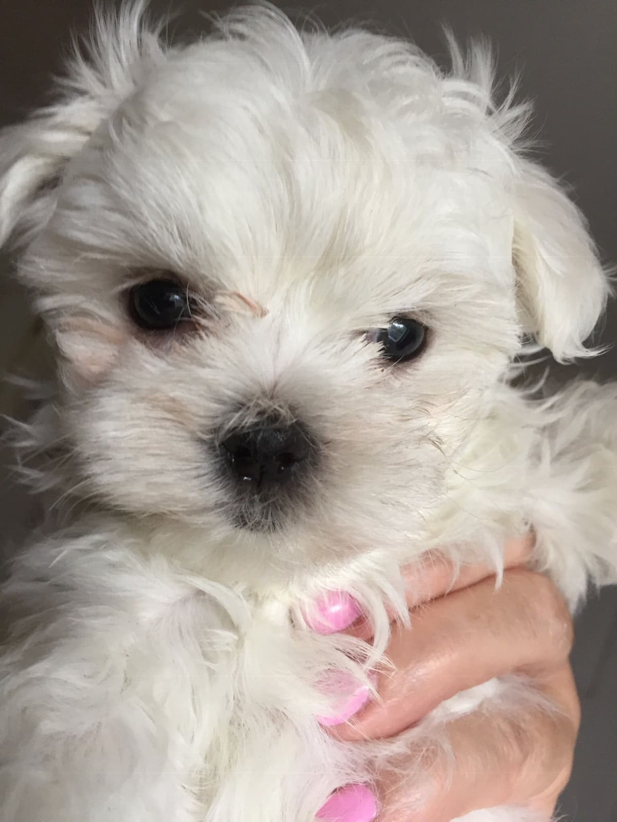 Maltese Puppies breeder image 16
