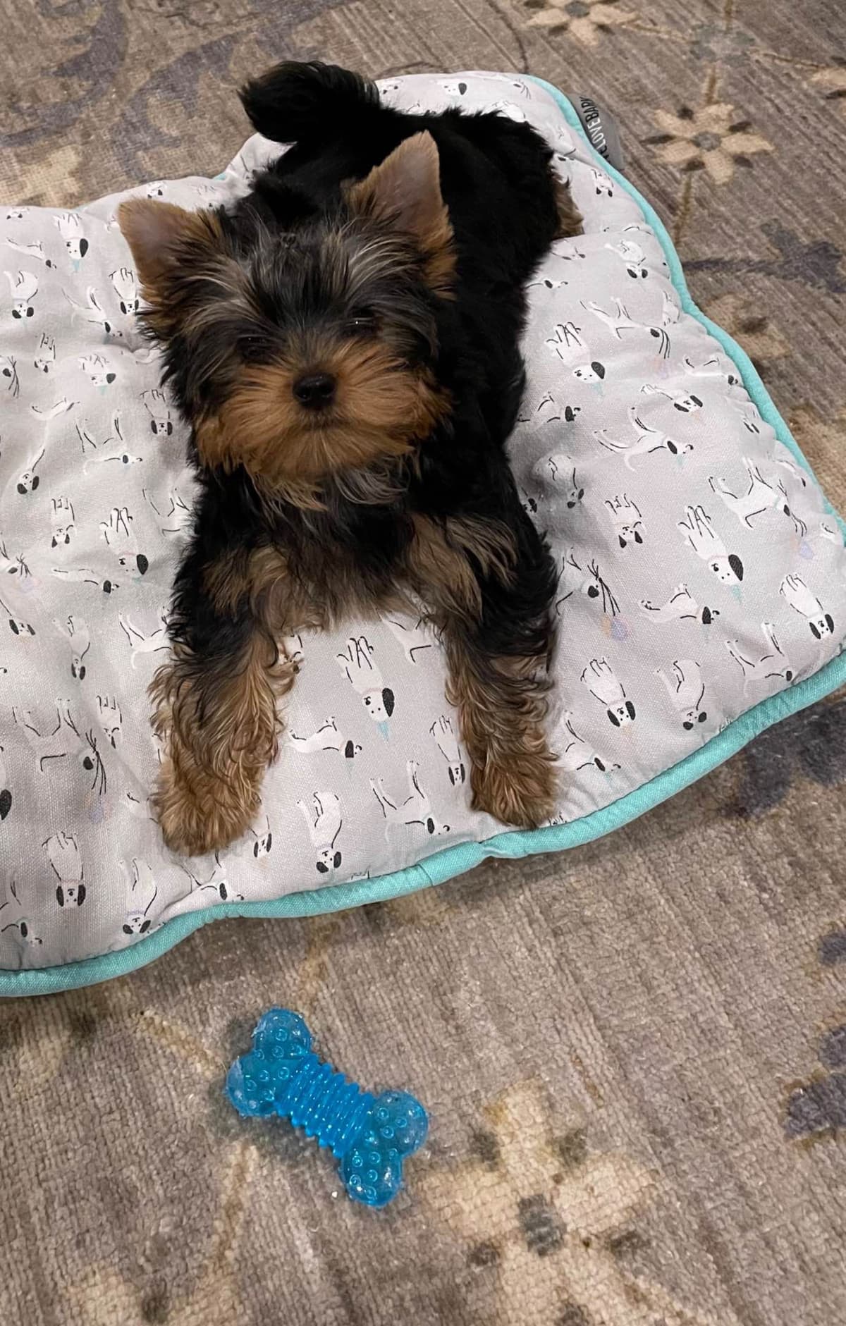 Maltese Puppies breeder image 19