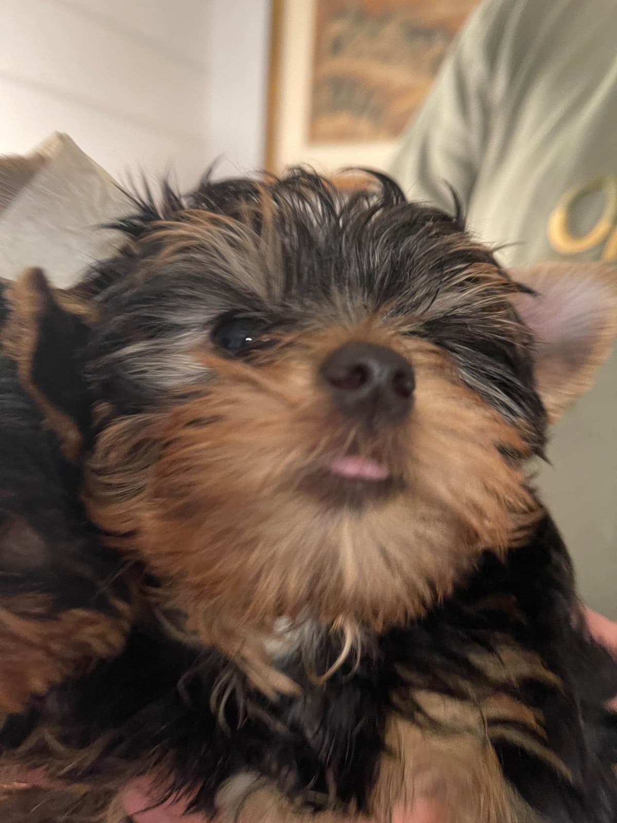 Maltese Puppies breeder image 20