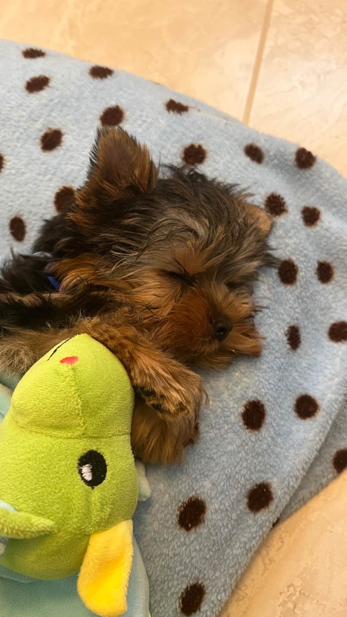 Maltese Puppies breeder image 22