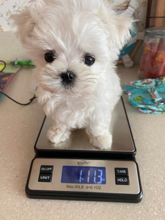 Maltese Puppies media 2