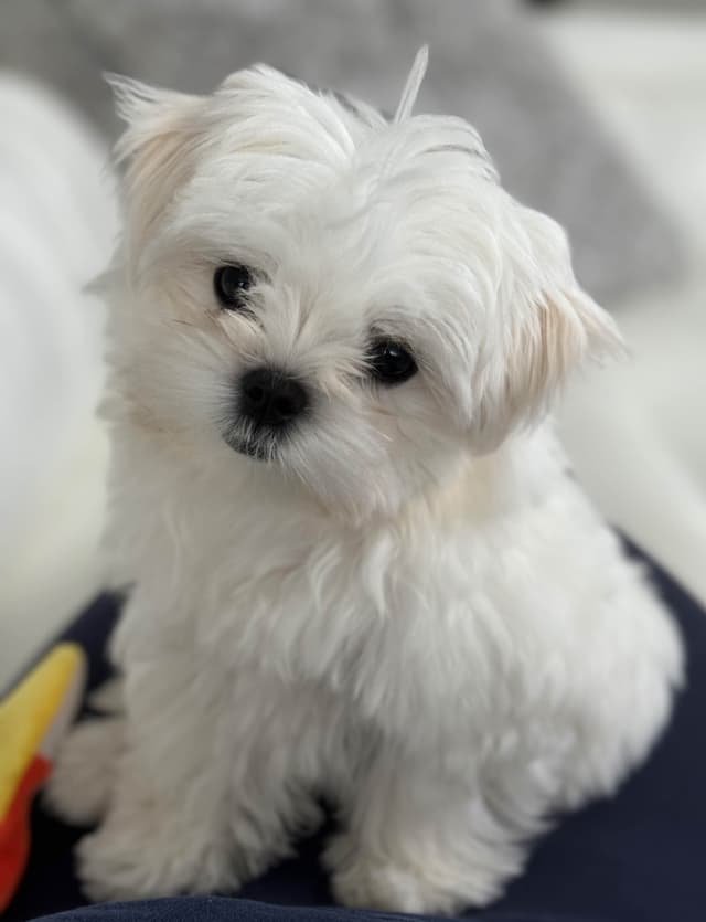 Maltese Puppies media 4
