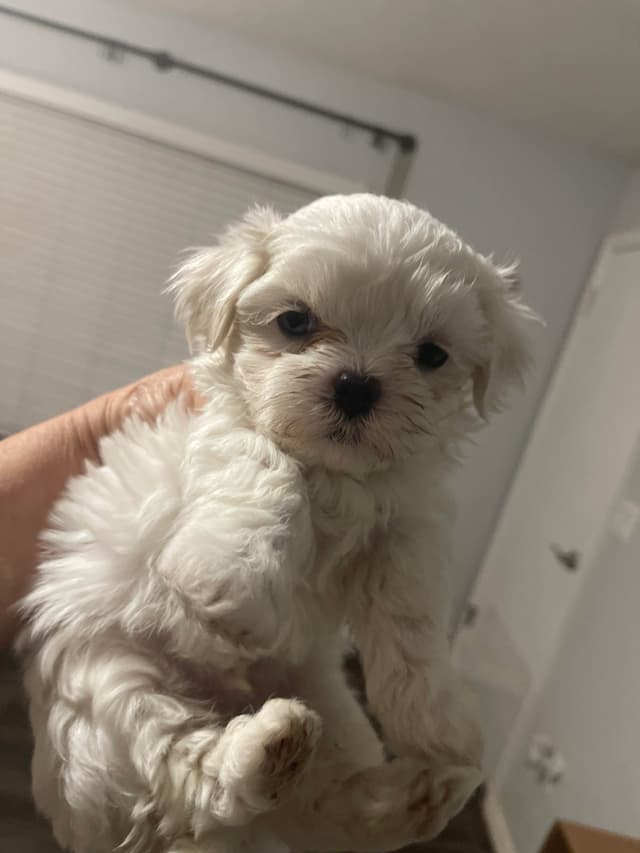Maltese Puppies media 5