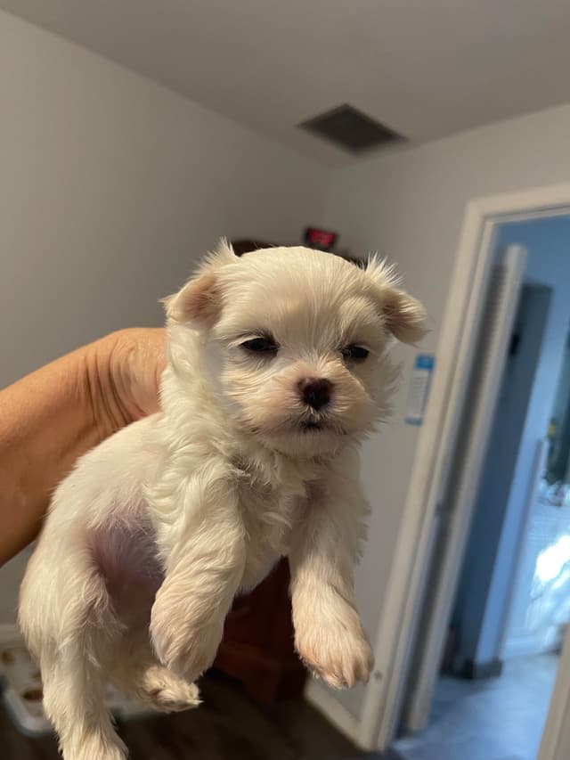 Maltese Puppies media 6