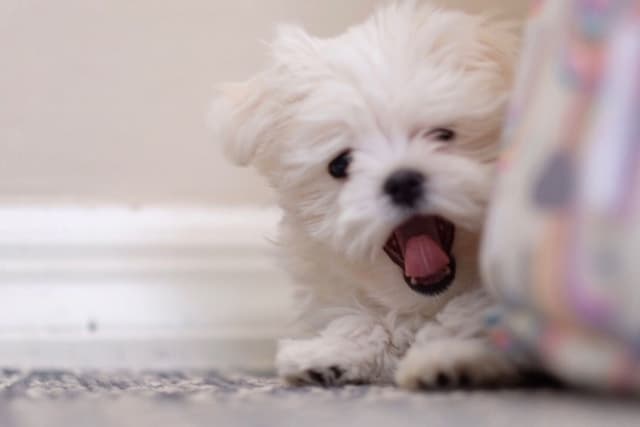 Maltese Puppies media 8