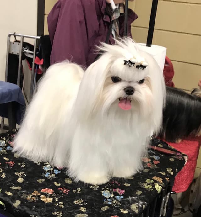Maltese Puppies media 9