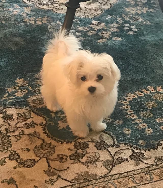 Maltese Puppies media 11