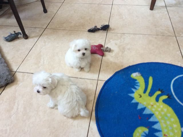Maltese Puppies media 2