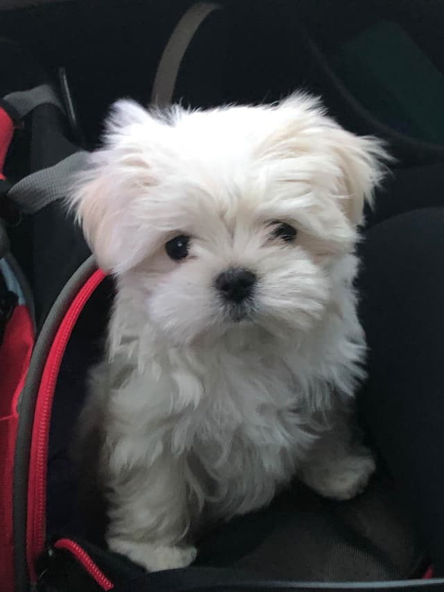 Maltese Puppies media 4