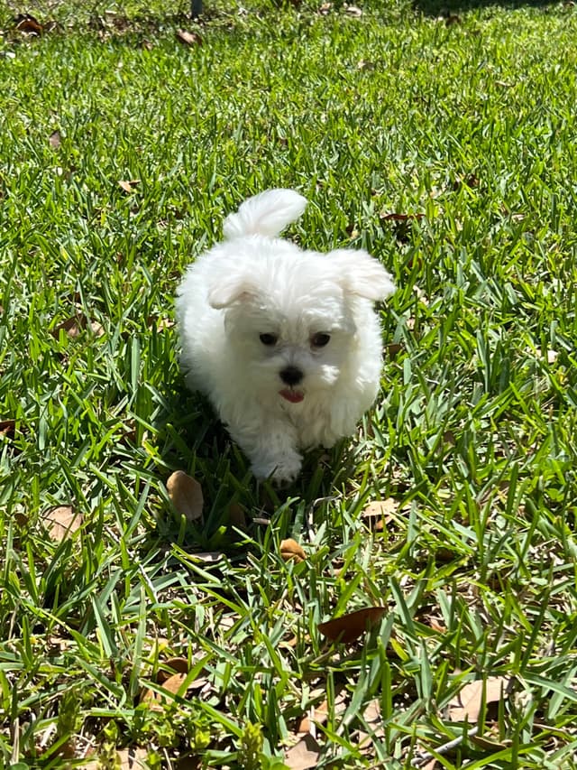 Maltese Puppies media 5