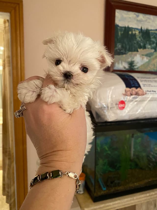 Maltese Puppies media 6