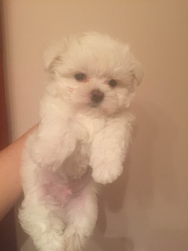 Maltese Puppies media 7