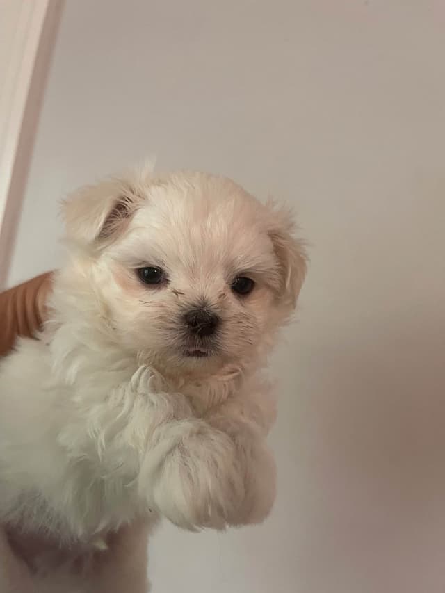Maltese Puppies media 8