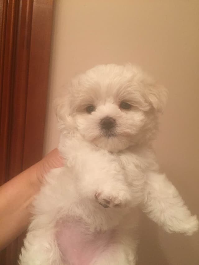 Maltese Puppies media 9