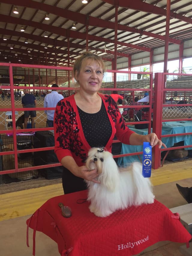 Maltese Puppies media 12