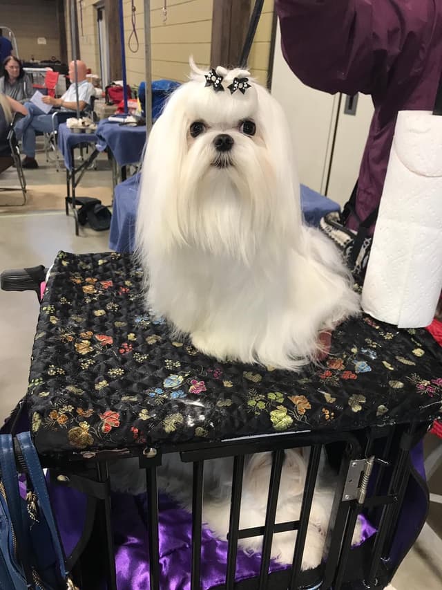 Maltese Puppies media 13