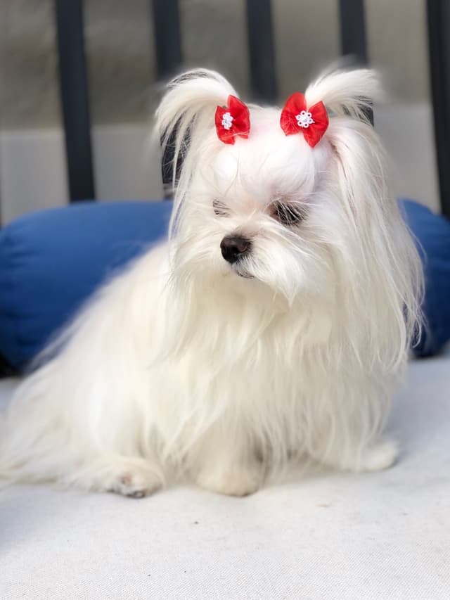 Maltese Puppies media 14
