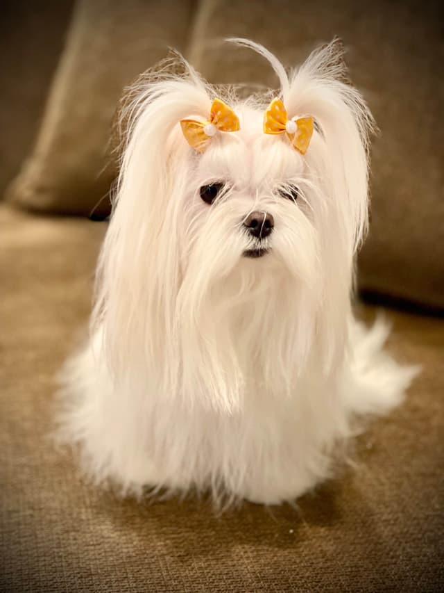 Maltese Puppies media 15