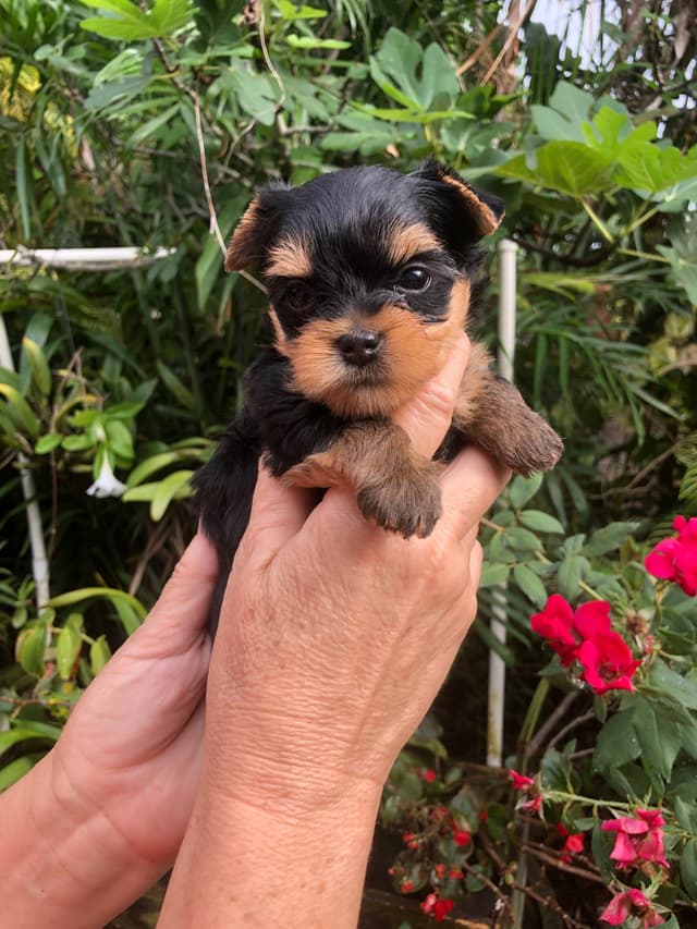 Yorkshire Terrier Puppies media 2
