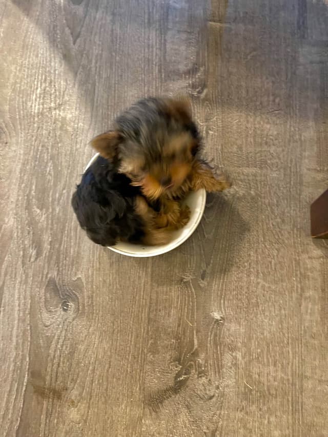 Yorkshire Terrier Puppies media 3
