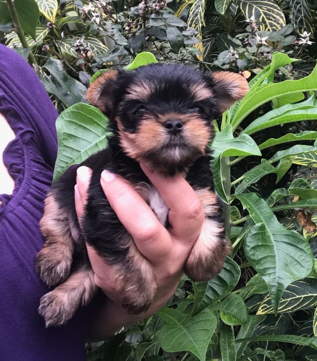 Yorkshire Terrier Puppies media 4
