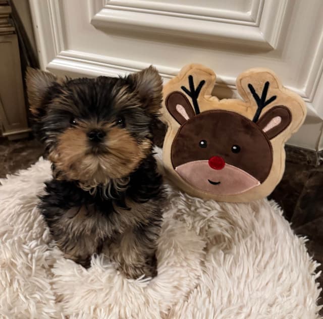 Yorkshire Terrier Puppies media 5