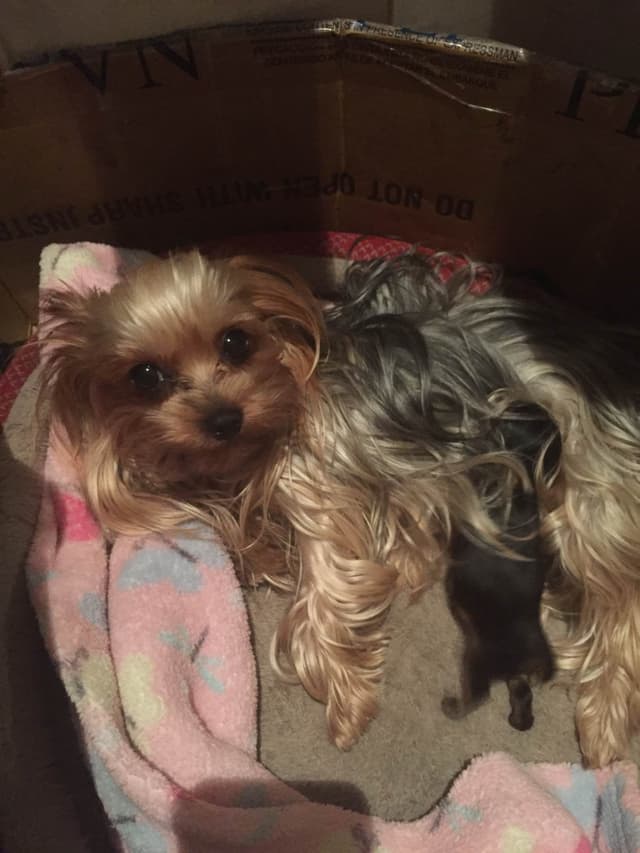 Yorkshire Terrier Puppies media 6