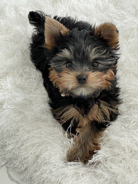 Yorkshire Terrier Puppies media 7
