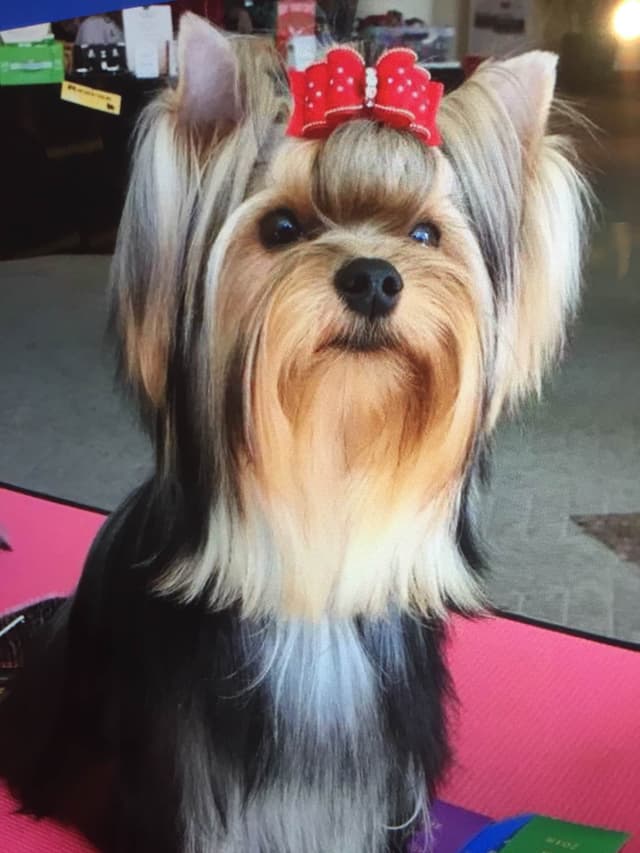 Yorkshire Terrier Puppies media 8