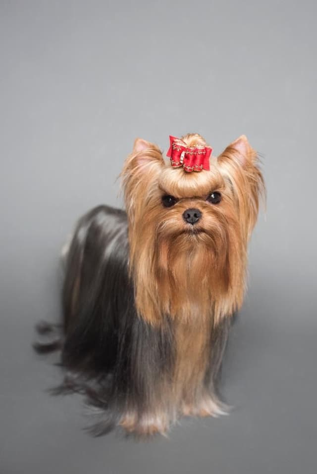 Yorkshire Terrier Puppies media 9