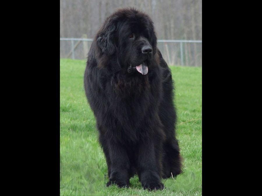 Nanny Newfs Puppies breeder image 1