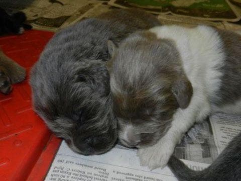 Nanny Newfs Puppies breeder image 5