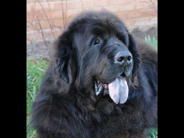 Nanny Newfs Puppies breeder image 7