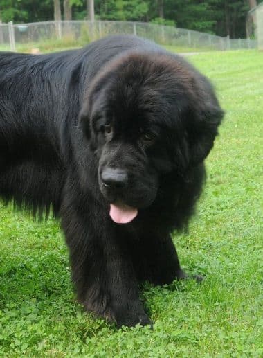 Nanny Newfs Puppies media 3