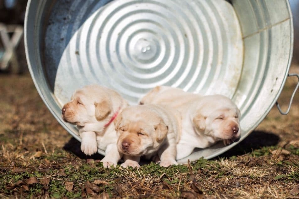 READY TO GO AVAILABLE LAST ONE Labrador Retriever Puppies breeder image 1