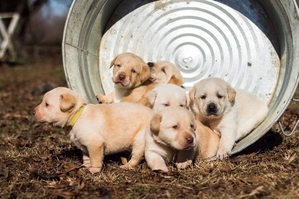 READY TO GO AVAILABLE LAST ONE Labrador Retriever Puppies breeder image 2