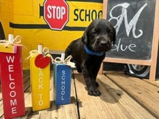 Labrador Retriever Puppies media 2