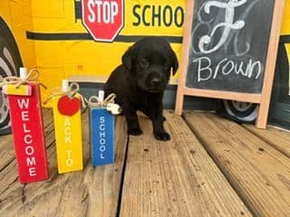 Labrador Retriever Puppies media 3