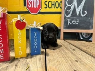 Labrador Retriever Puppies media 5