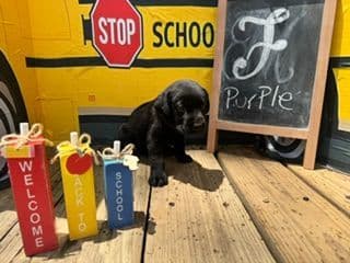 Labrador Retriever Puppies media 4
