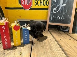 Labrador Retriever Puppies media 9