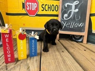 Labrador Retriever Puppies media 7